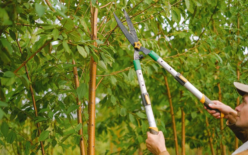 Tree trimming in Indian Lake, NY